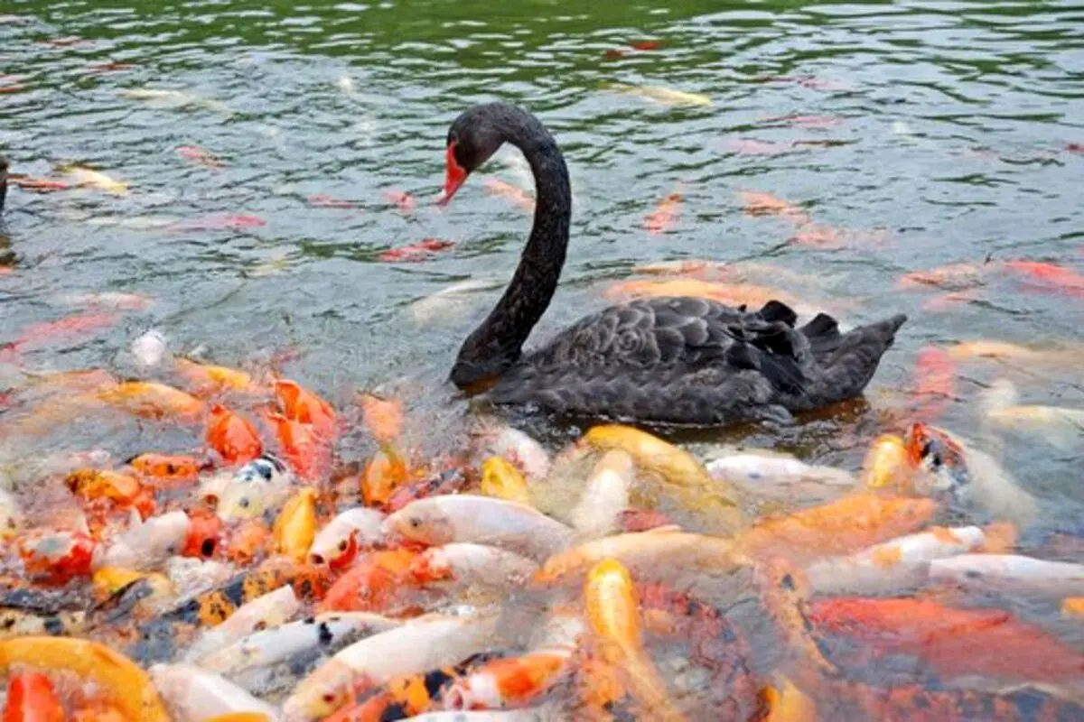 لحظه تماشایی غذا دادن یک اردک به ماهی های داخل آب+ عکس