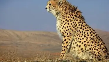 صدای جالب یک یوزپلنگ برای برقراری ارتباط و ابراز احساسات + فیلم