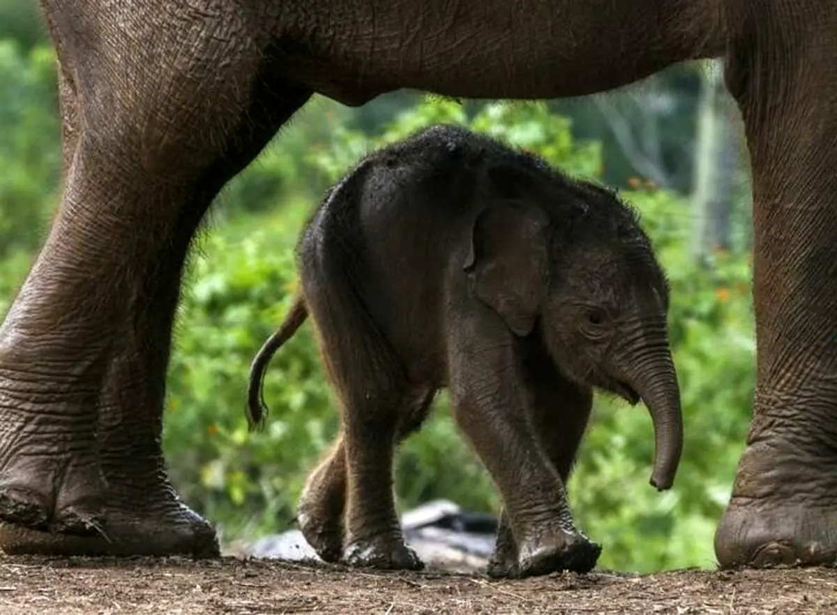 تصاویر منتخب حیات وحش هفته