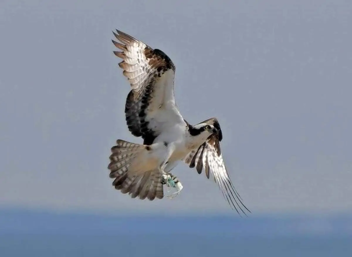 وقتیکه ماسک‌ های کرونا بلای جان پرندگان می شود!