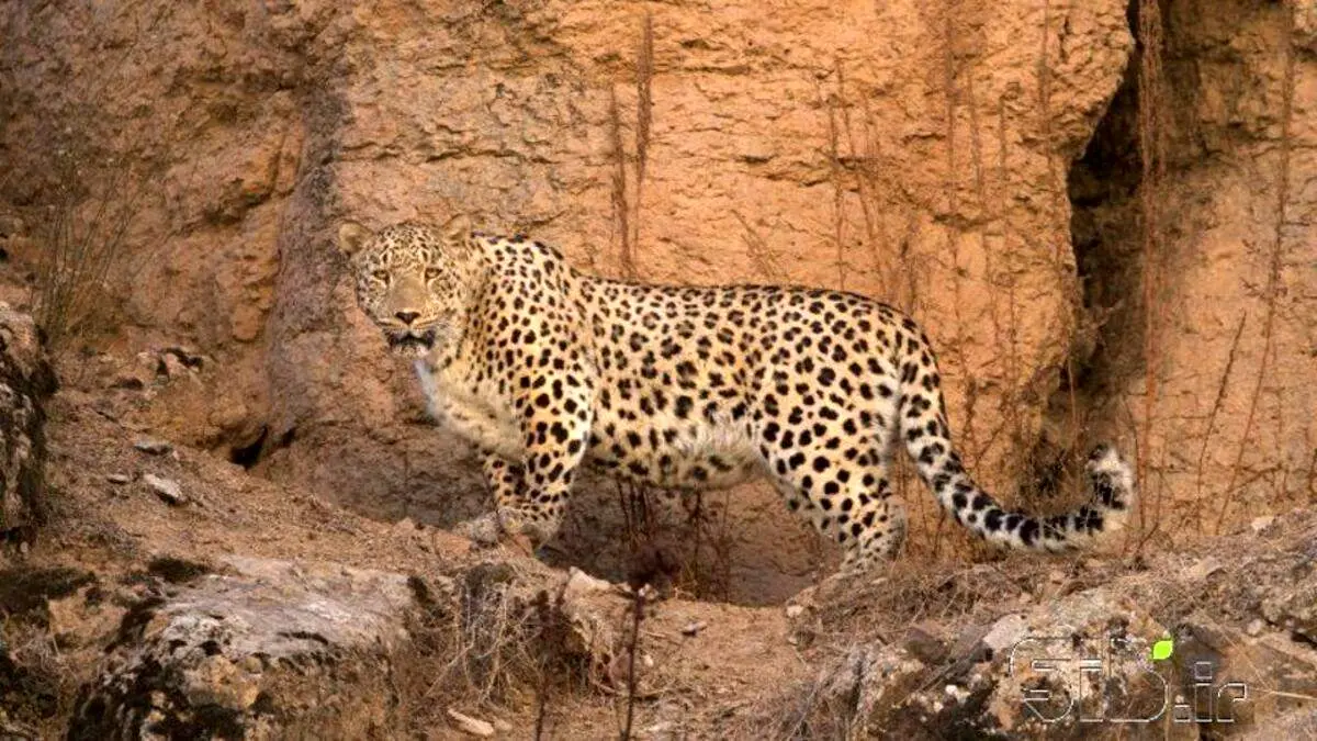 تازه‌ ترین تصویر از پلنگ ایرانی، زیبا و با شکوه + فیلم