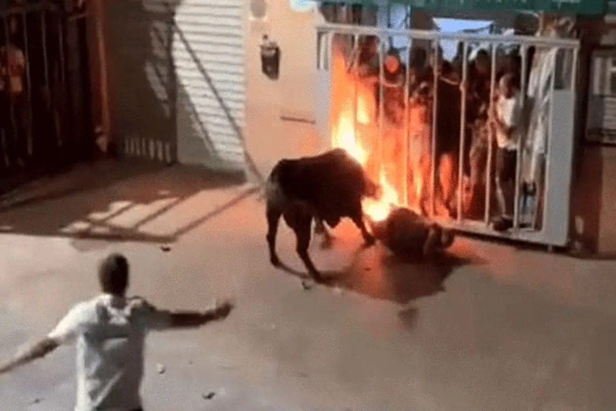 حمله گاو با شاخ آتشین به یک مرد + فیلم