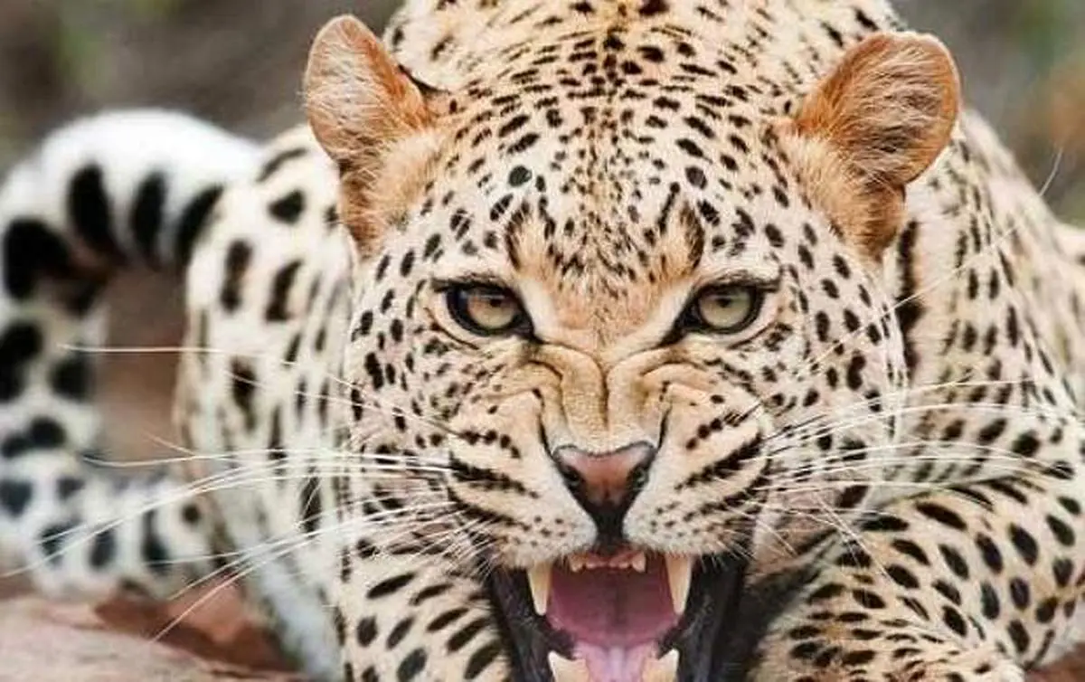 غرش پلنگ مازندران را در جنگل‌ های هیرکانی بشنوید + فیلم