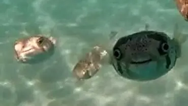 تصویر بسیار عجیب از یک ماهی با صورت یک انسان خندان + فیلم