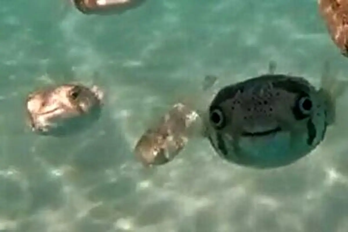تصویر بسیار عجیب از یک ماهی با صورت یک انسان خندان + فیلم