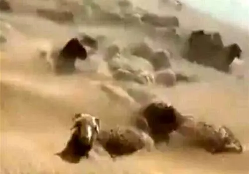 ماجرای سقوط ۱۰۰ راس گوسفند از ارتفاع+فیلم