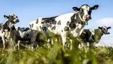 سرقت عجیب غذای یک گاو توسط هم‌نوعش!+فیلم