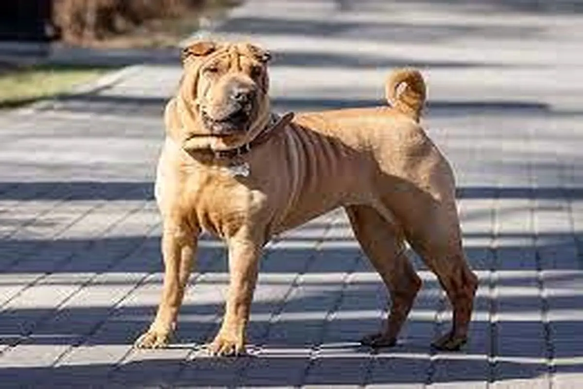 وضعیت اسفناک سگ معتاد بعد از مصرف شیشه+ فیلم