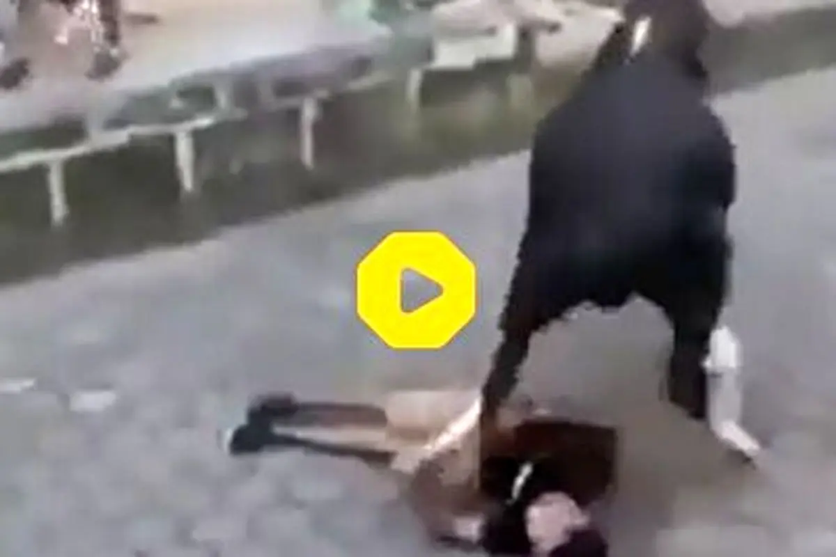 لحظه حمله مرگبار یک گاو وحشی به جوان ماجراجو؛ شاخ و لگدهای سهمگین!+ فیلم
