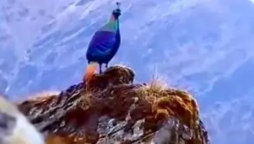 پرنده جواهر هیمالیا: نگین رنگارنگ کوهستان‌های بلند + ویدیو