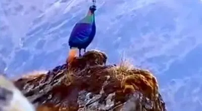 پرنده جواهر هیمالیا: نگین رنگارنگ کوهستان‌های بلند + ویدیو