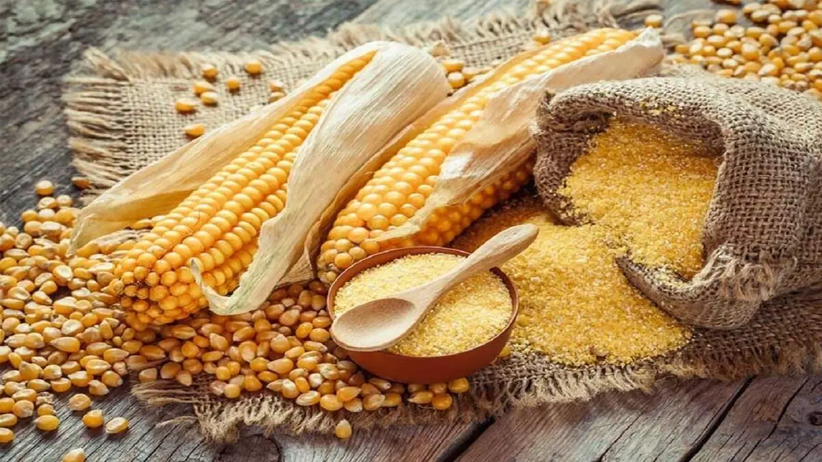 دستور پخت کراکت ذرت، یک فینگرفود خوشمزه و لاکچری+ فیلم