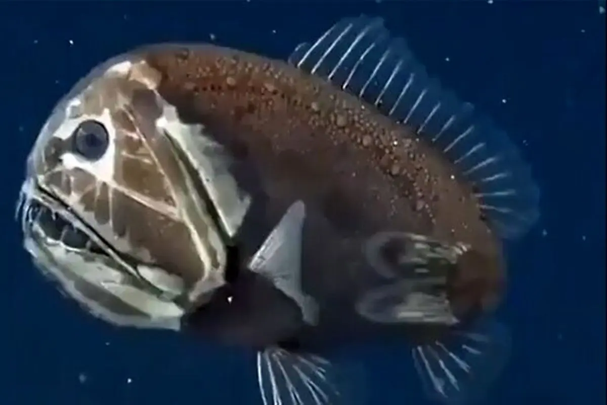 کشف یک ماهی ترسناک با صورتی شبیه هیولا! + فیلم