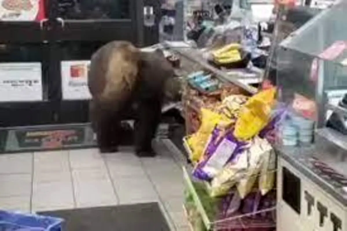 قناعت یک خرس در دزدی از مغازه؛ فقط یک بسته!+فیلم