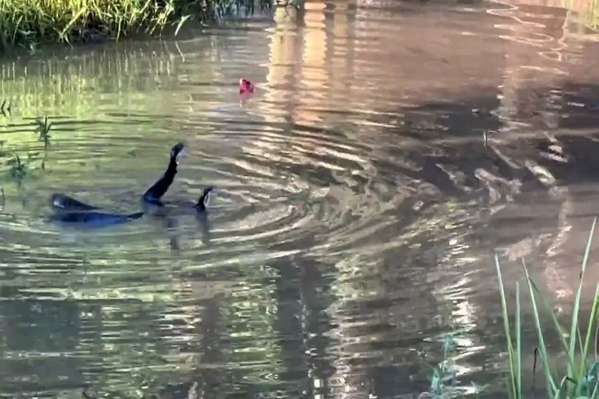 مبارزه عجیب دو مار نر بر سر تصاحب یک ماده در آب!+ فیلم