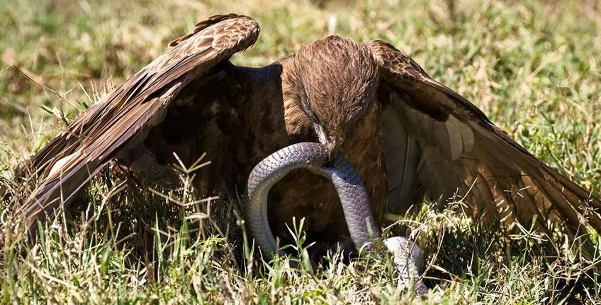 زنده زنده بلعیده شدن یک مار توسط عقاب!+ فیلم