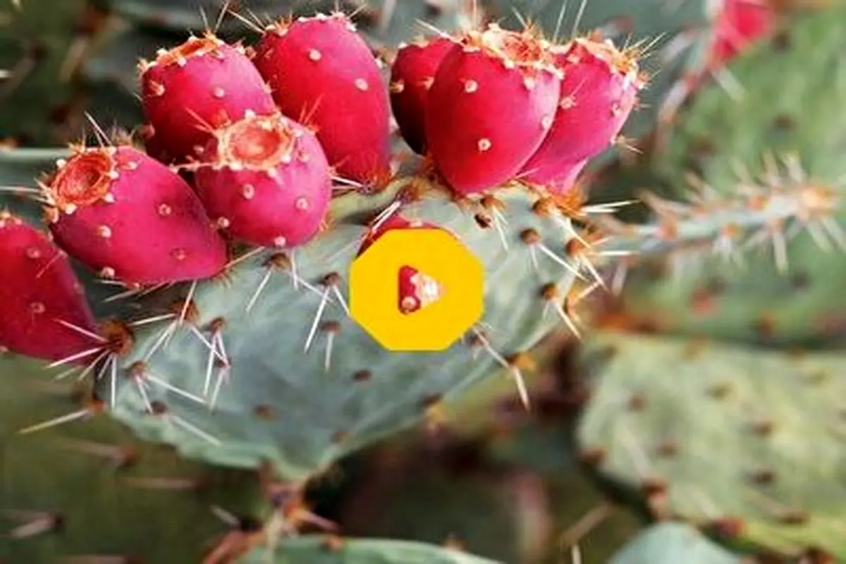 تصاویری باورنکردنی از میوه‌های عجیب در دل کاکتوس!