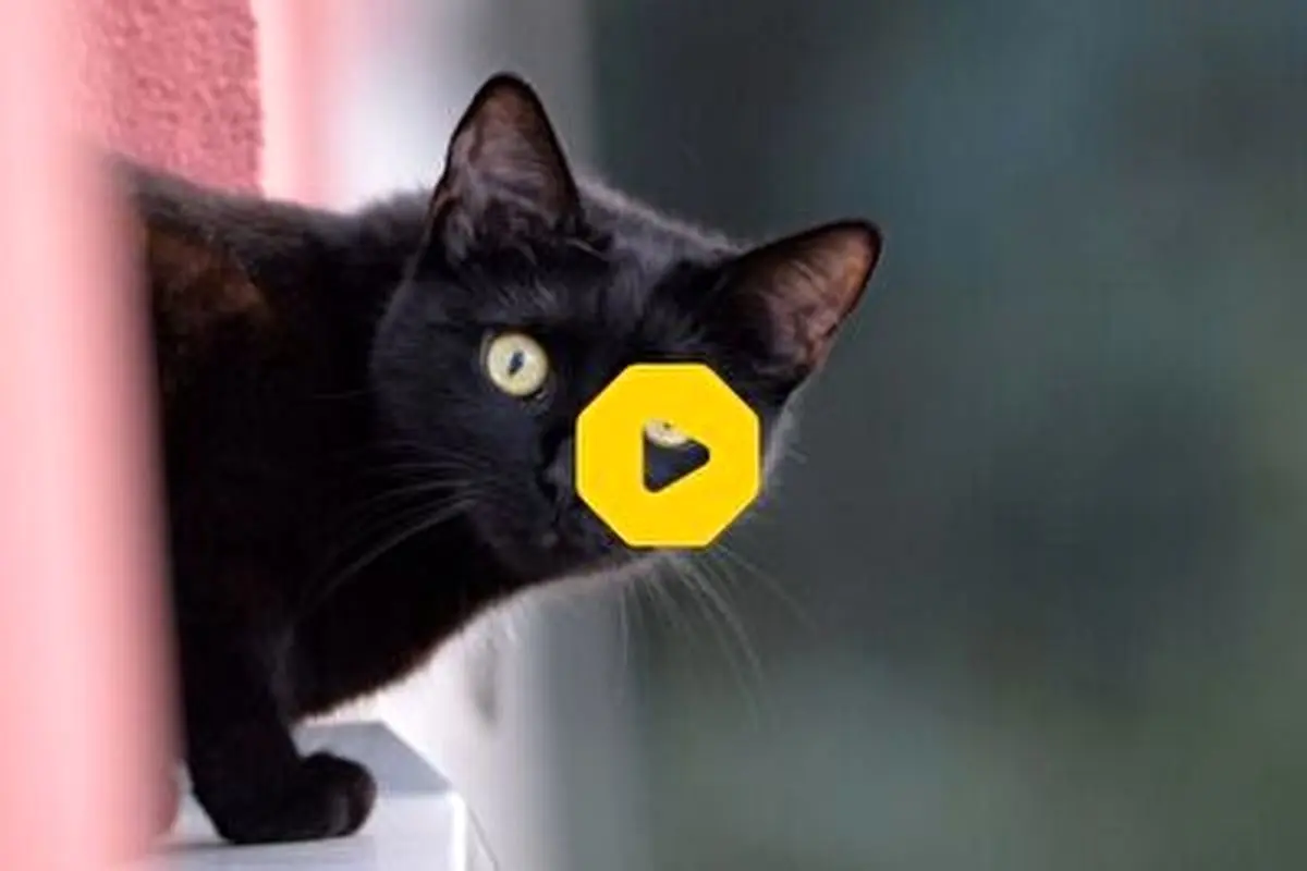 سیلی محکم گربه به مهمان برنامه تلویزیونی در پخش زنده!+ فیلم