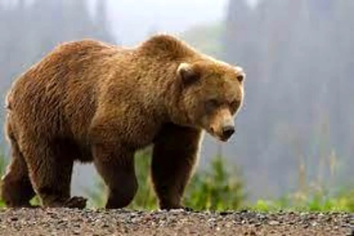 ثبت تصاویر یک قلاده خرس قهوه‌ای در ارتفاعات رودبار+فیلم