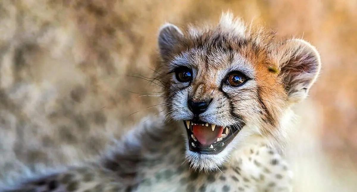 پیروز ۳ بار تا دم مرگ رفت تا به ۱۲۰ روزگی رسید + فیلم