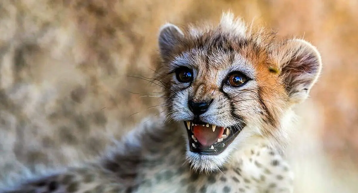 پیروز ۳ بار تا دم مرگ رفت تا به ۱۲۰ روزگی رسید + فیلم