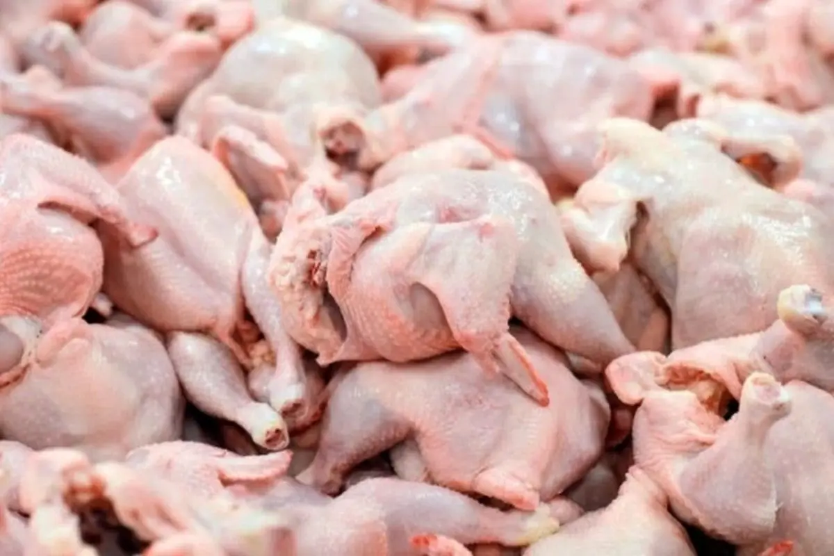 مصرف مرغ ۲۰درصد کاهش یافت