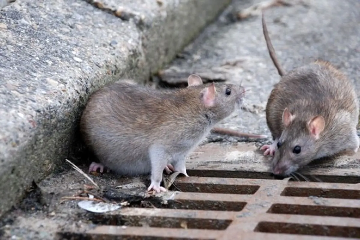 ماجرای موش‌ های ترانزیتی تهران چیست؟