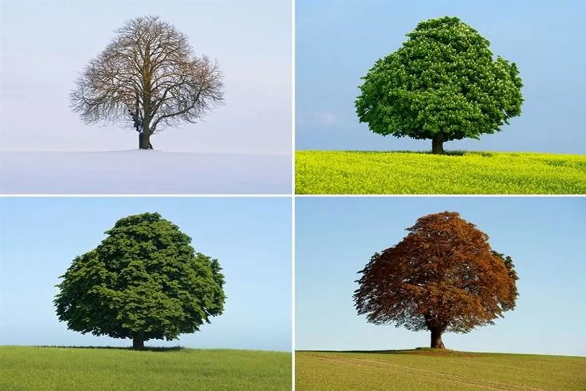 عکس:یک درخت و چهار فصل