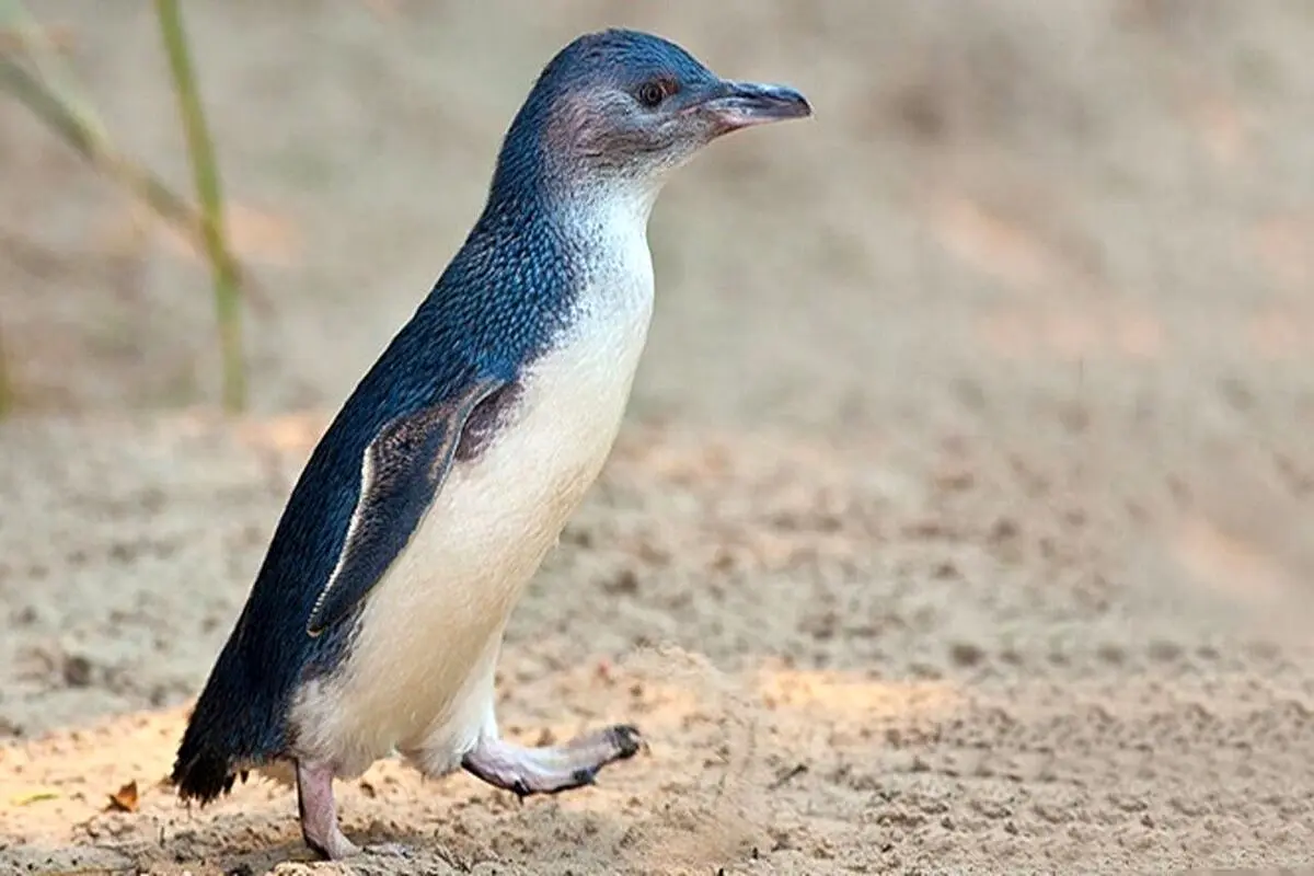 مسن‌ترین پنگوئن کوچک دنیا + فیلم