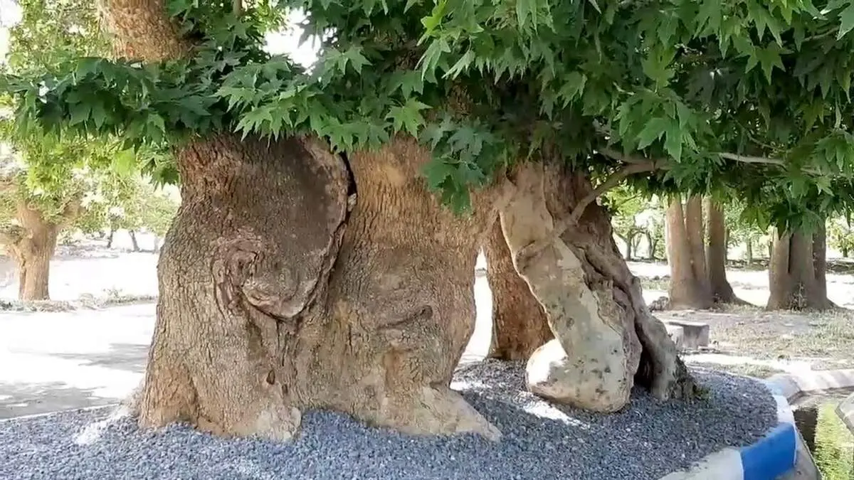 آتش گرفتن درخت چنار ۷۵۰ ساله در خراسان جنوبی + فیلم
