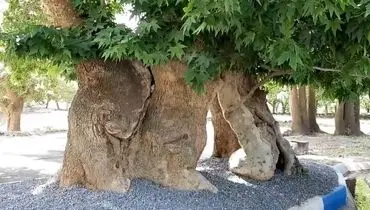 آتش گرفتن درخت چنار ۷۵۰ ساله در خراسان جنوبی + فیلم