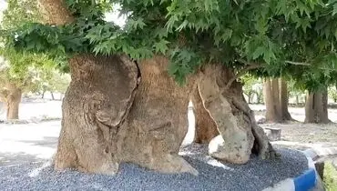 آتش گرفتن درخت چنار ۷۵۰ ساله در خراسان جنوبی + فیلم