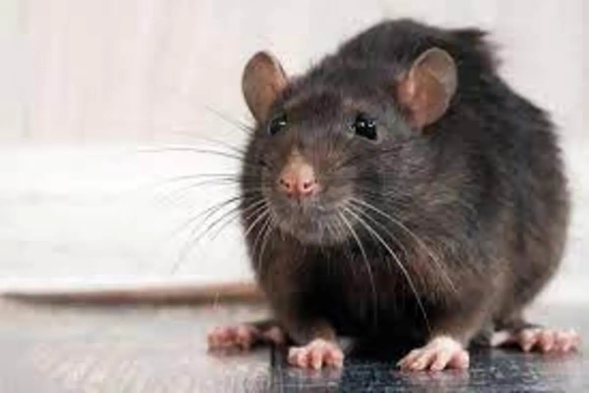 جنجال بزرگ در روسیه؛ کشف موش در بسته غذای کودک!+فیلم