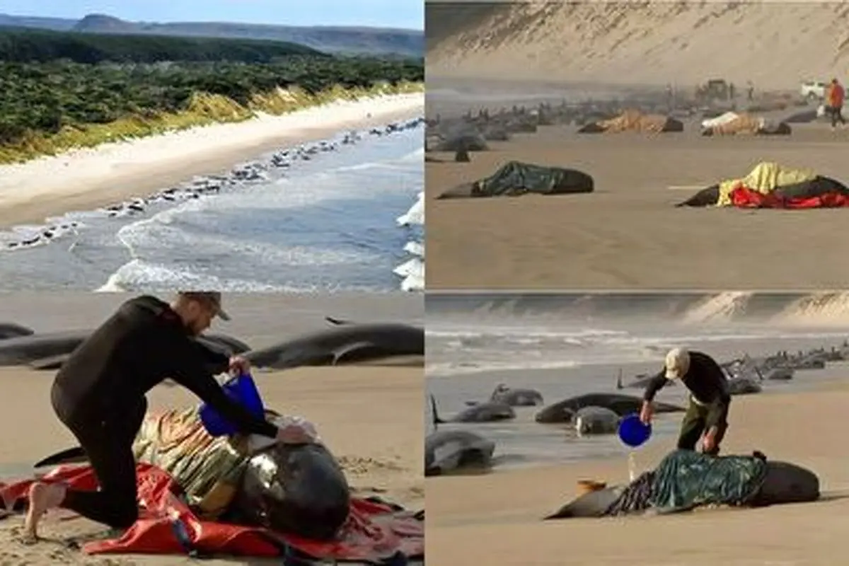 به گل نشستن ۲۳۰ نهنگ در ساحل تاسمانی استرالیا + فیلم