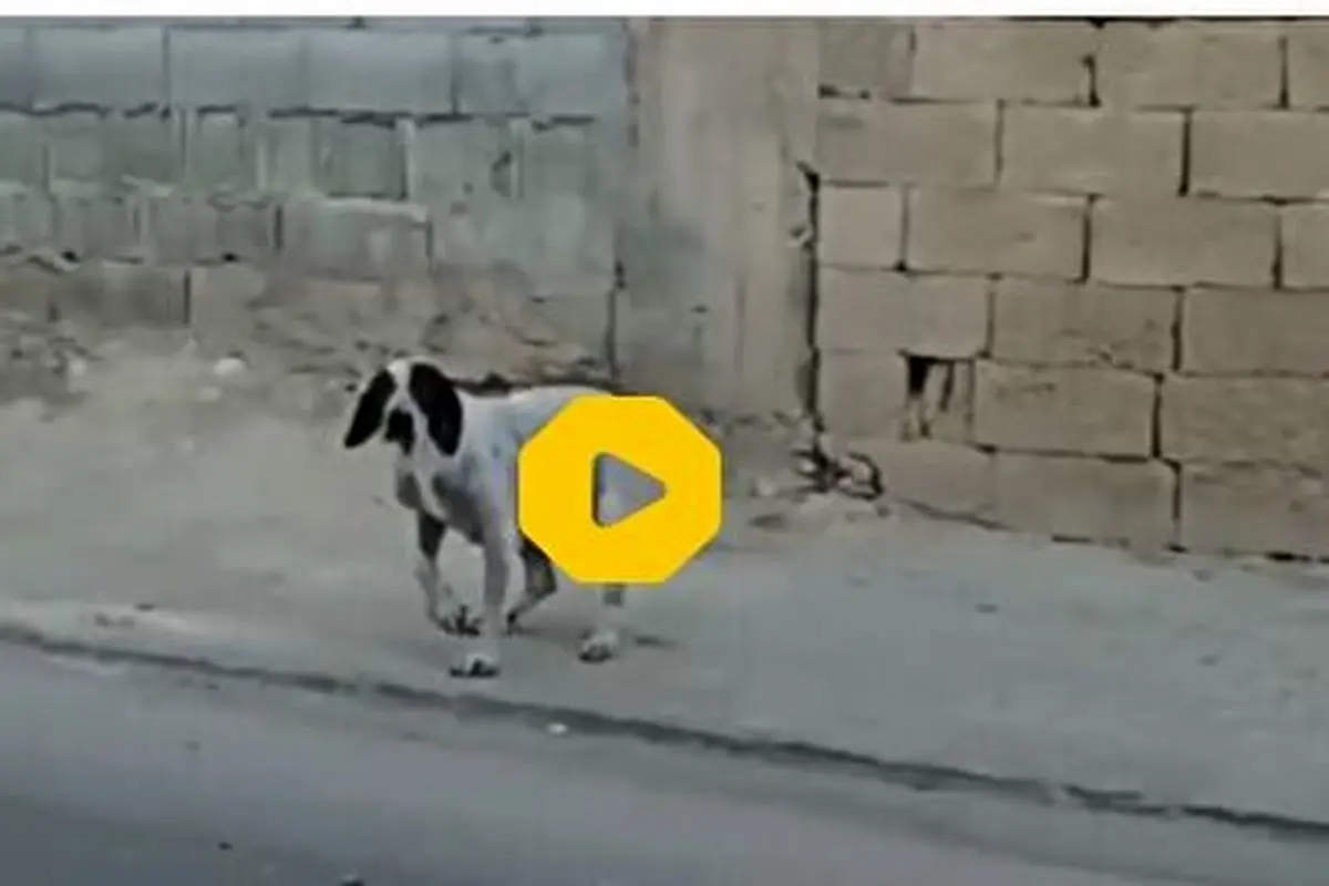 ترفند باورنکردنی یک سگ برای گدایی و سرقت!+ فیلم