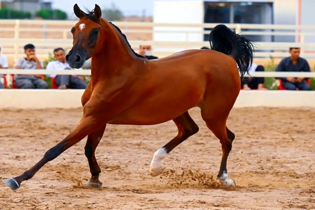 نمایش اسب‌ های اصیل عرب در کردستان عراق