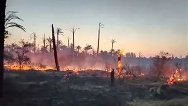 آتش‌ سوزی در ۶ هکتار از نخلستان‌ های ‌رودان + فیلم