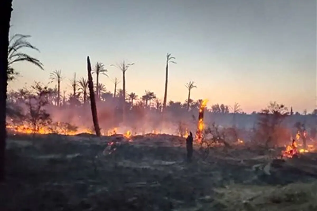آتش‌ سوزی در ۶ هکتار از نخلستان‌ های ‌رودان + فیلم