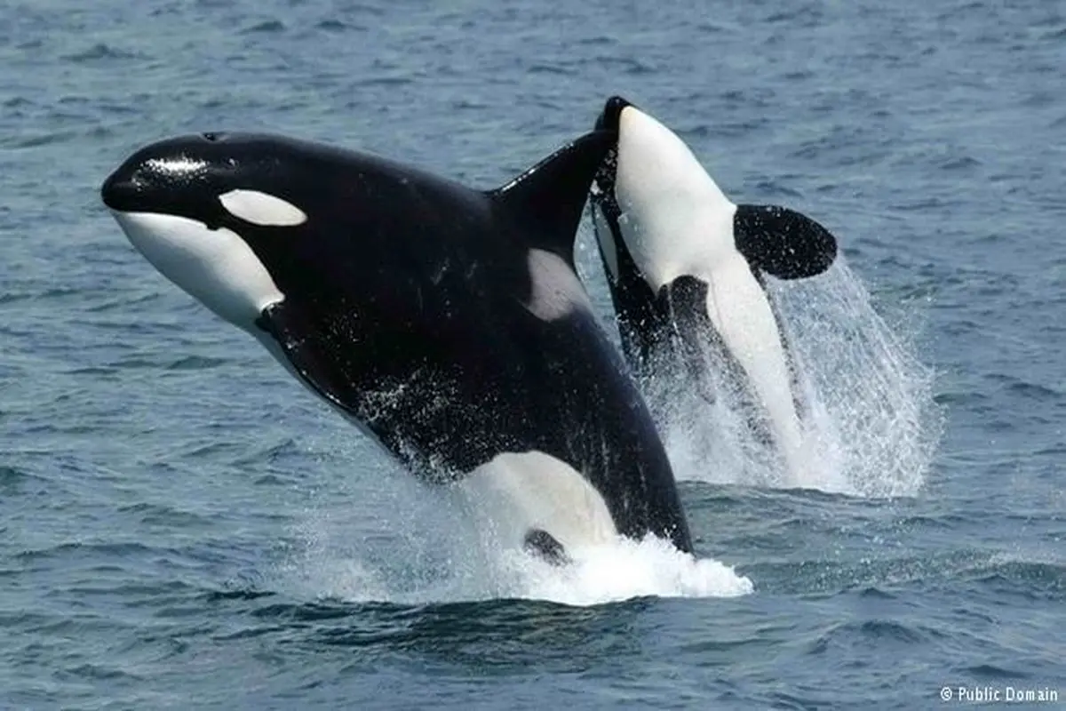 حرکت جالب یک نهنگ در باغ وحش؛ خیس کردن تماشاچی‌ ها + فیلم