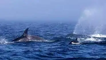 حمله وحشیانه شکارچیان بی‌رحم به نهنگ‌ گوژپشت غول‌پیکر+فیلم