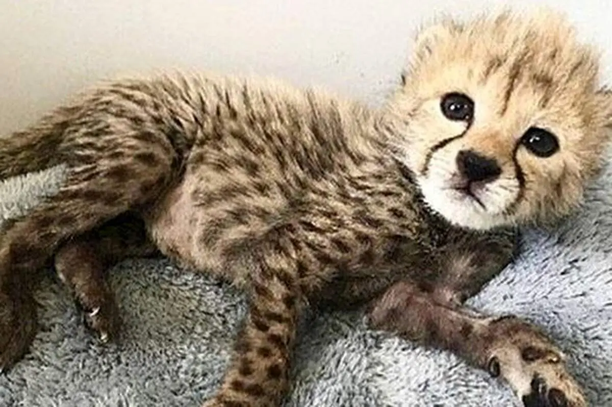 آخرین تصاویر از پیروز توله یوز ایرانی+ فیلم