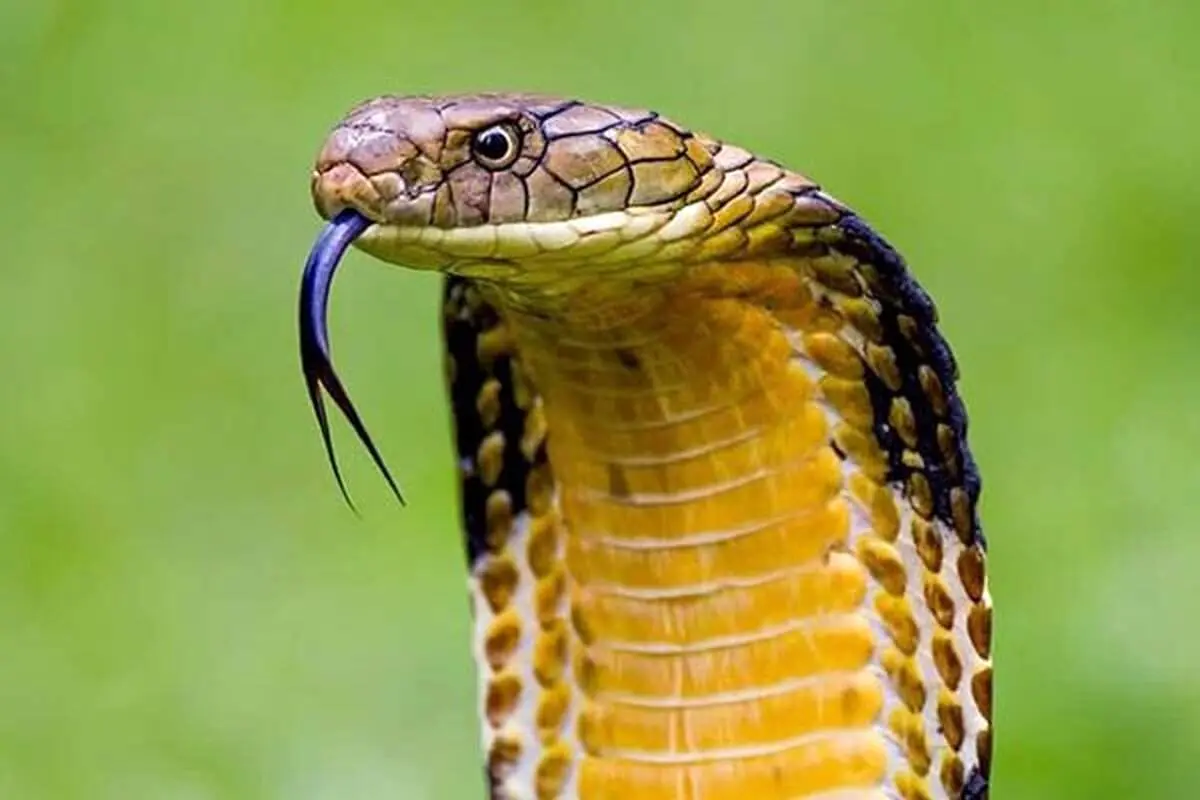 آب خوردن دیدنی و عجیب یک مارکبری از دست یک انسان!+ فیلم