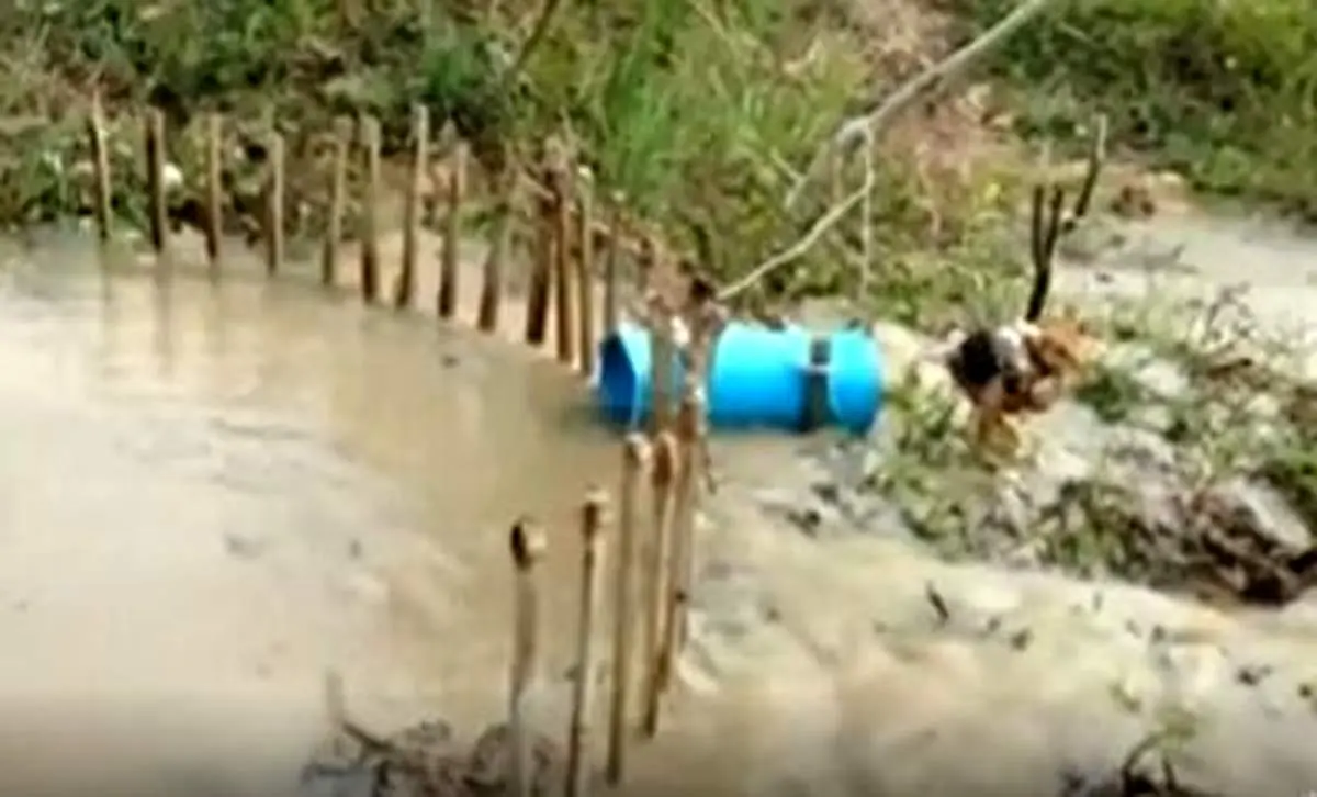 نحوه شکار یک مار پیتون غول‌پیکر توسط یک مرغ!+ فیلم