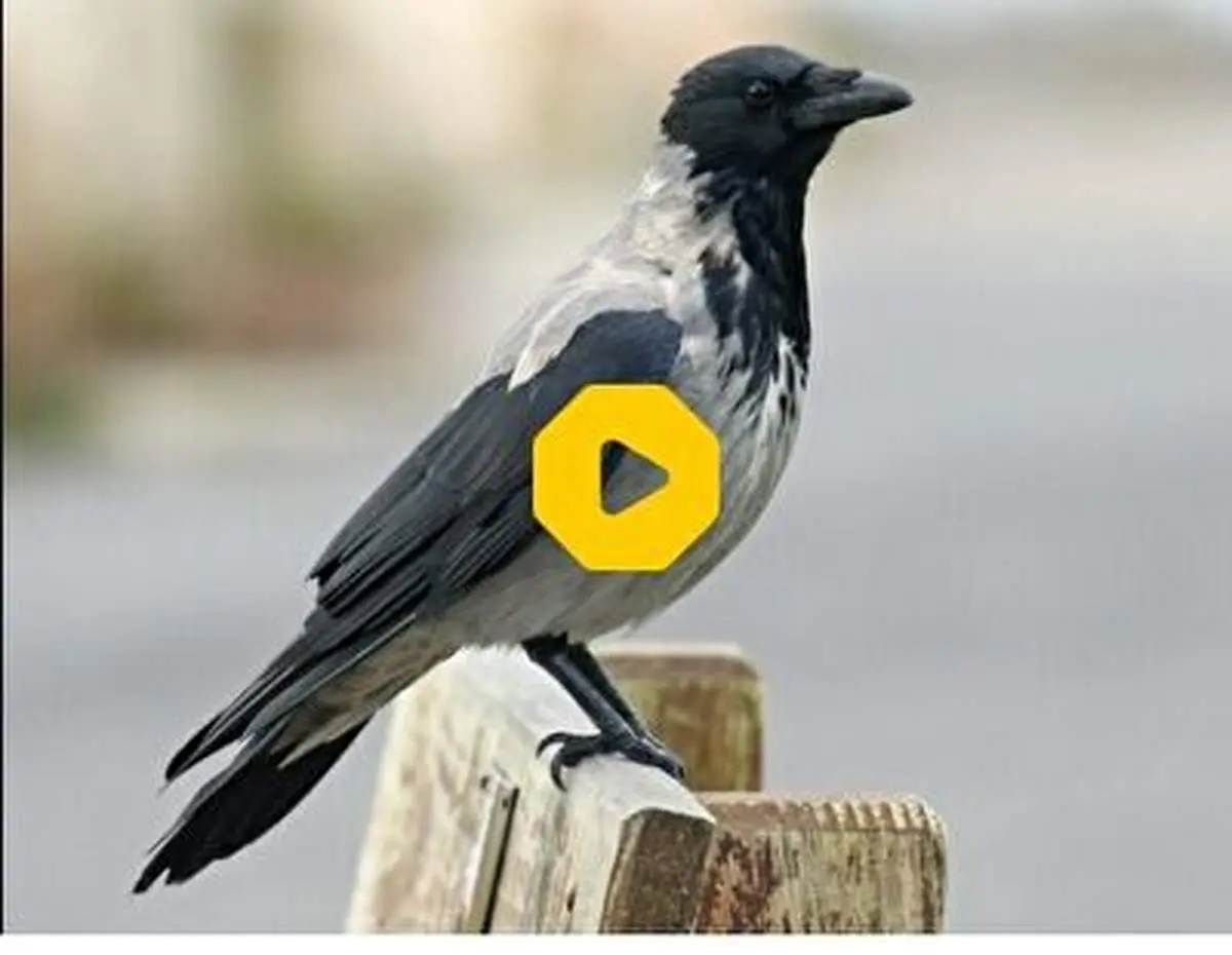 حضور خبرساز یک کلاغ در کلاس درس و مدرسه؛ ابراز علاقه به پسر مهربان+ فیلم