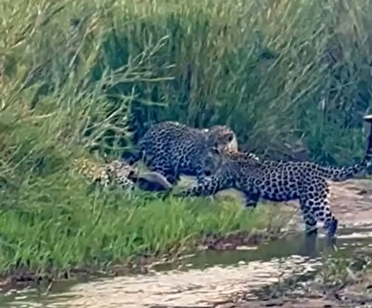 نبرد حماسی یک گورکن عسل‌خوار با سه پلنگ!+ فیلم