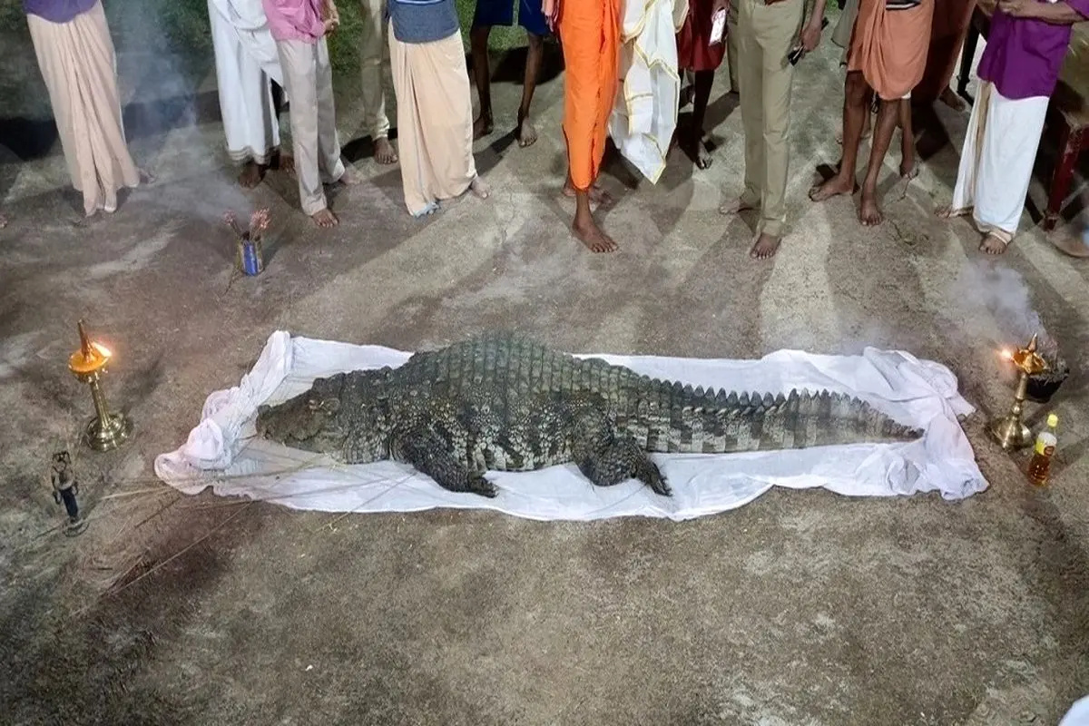 خاکسپاری باشکوه یک تمساح در هند! + فیلم
