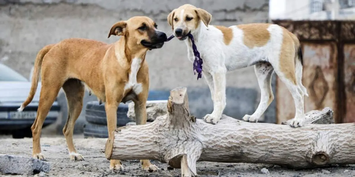 حمله دلخراش سه سگ ولگرد به یک دختر بچه!+ فیلم