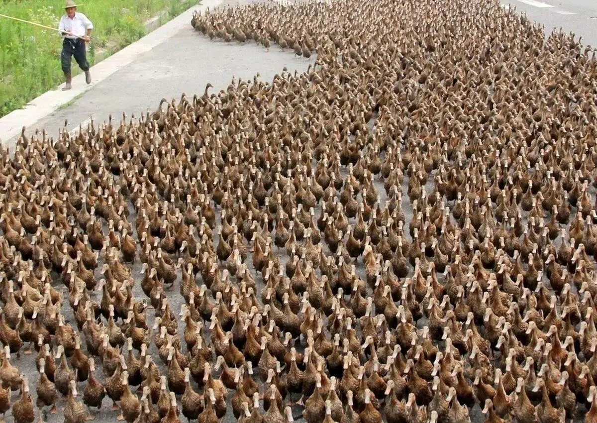 یک خودرو در محاصره اردک‌ها!+ فیلم