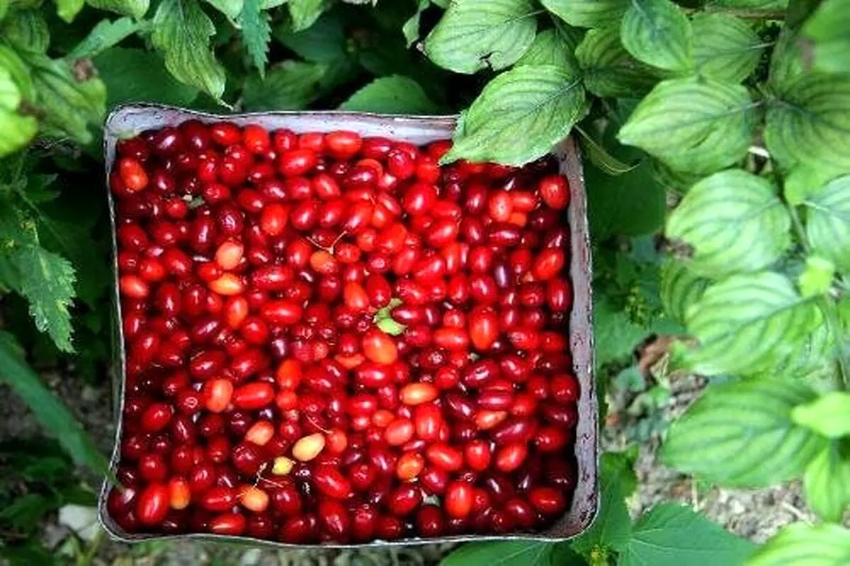 با خواص شگفتانگیز زغال اخته برای بدن آشنا شوید