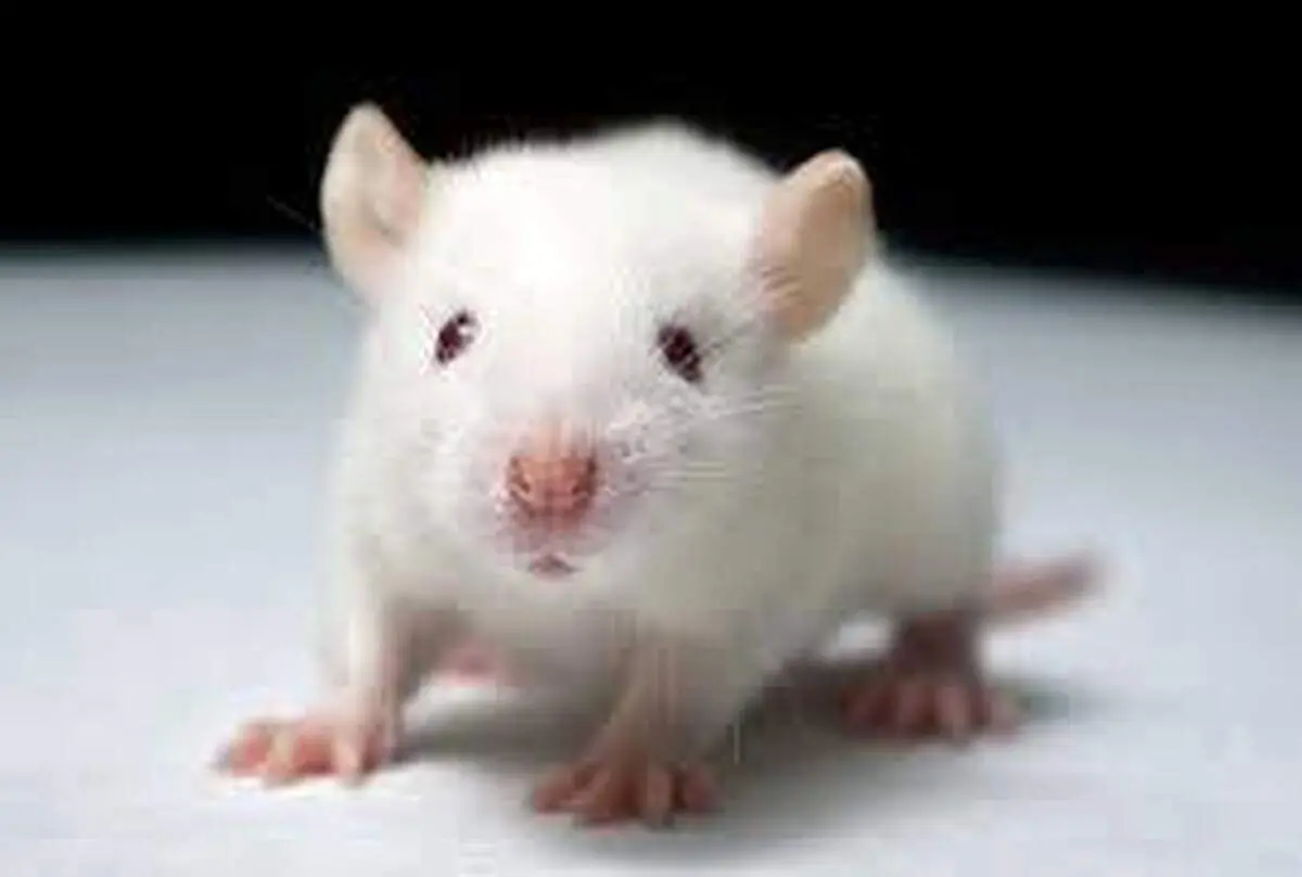 انقلاب شگفت انگیز در علم پزشکی : این موش اعصاب مغز انسان را دارد!+فیلم